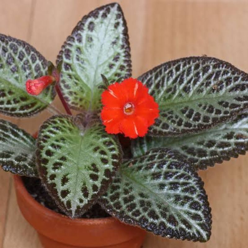Episcia - Savvy Gardens Centre