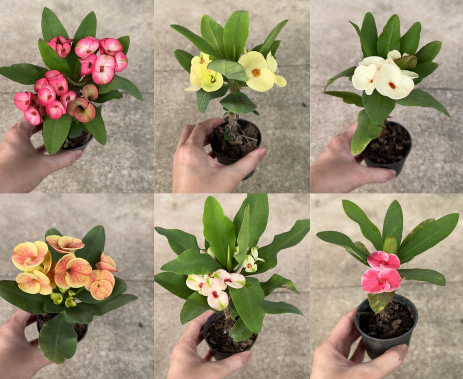 Euphorbia Small - Savvy Gardens Centre