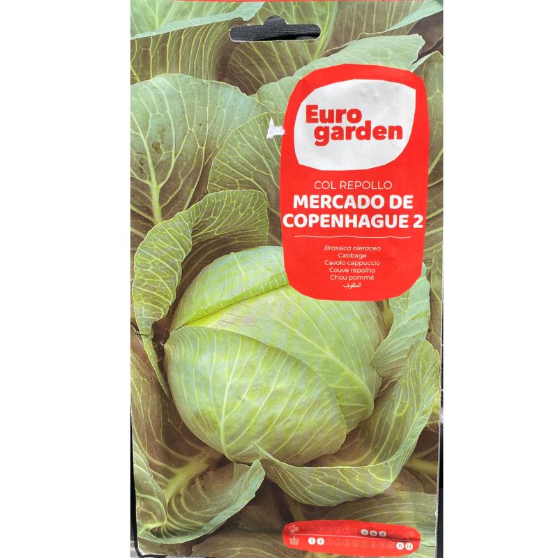 Euro Garden Cabbage - Savvy Gardens Centre