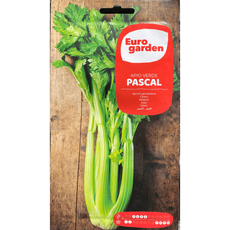 Euro Garden Celery Pascal - Savvy Gardens Centre