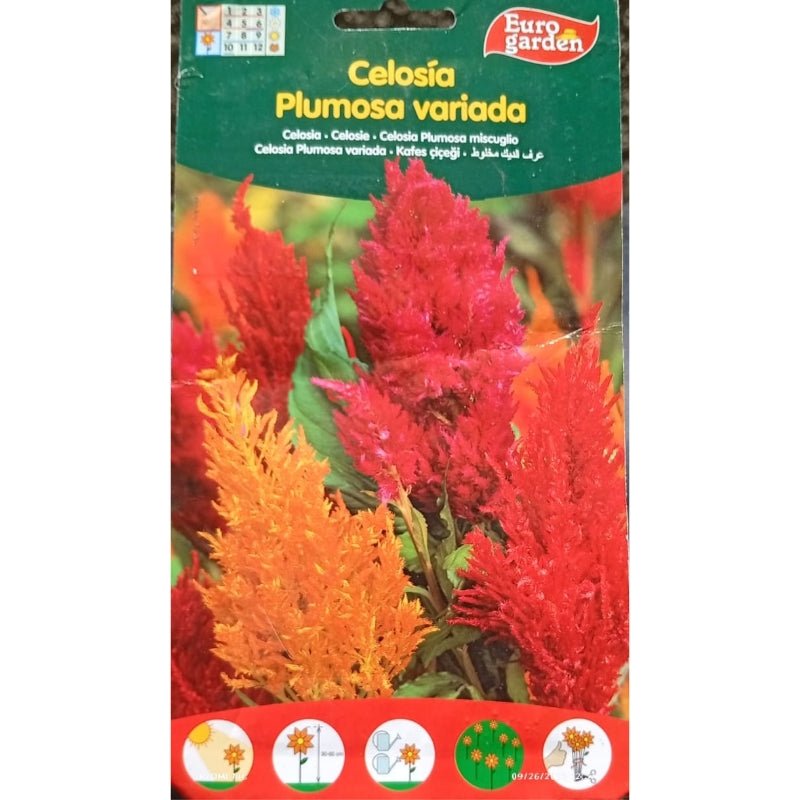 Euro Garden Celosia - Savvy Gardens Centre