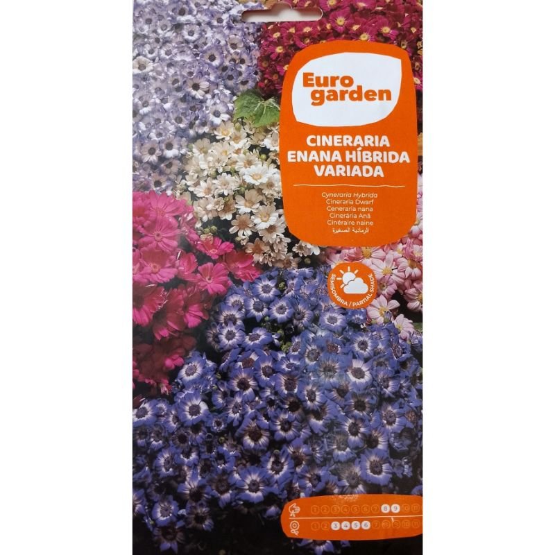 Euro Garden Cineraria Hybride - Savvy Gardens Centre