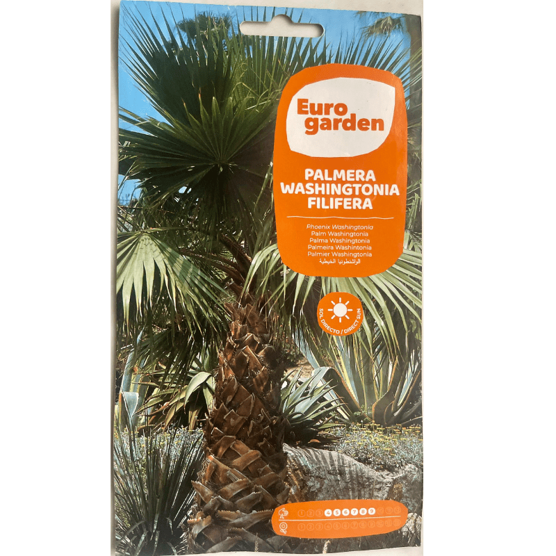 Euro Garden Washingtonia Filifera Palm - Savvy Gardens Centre