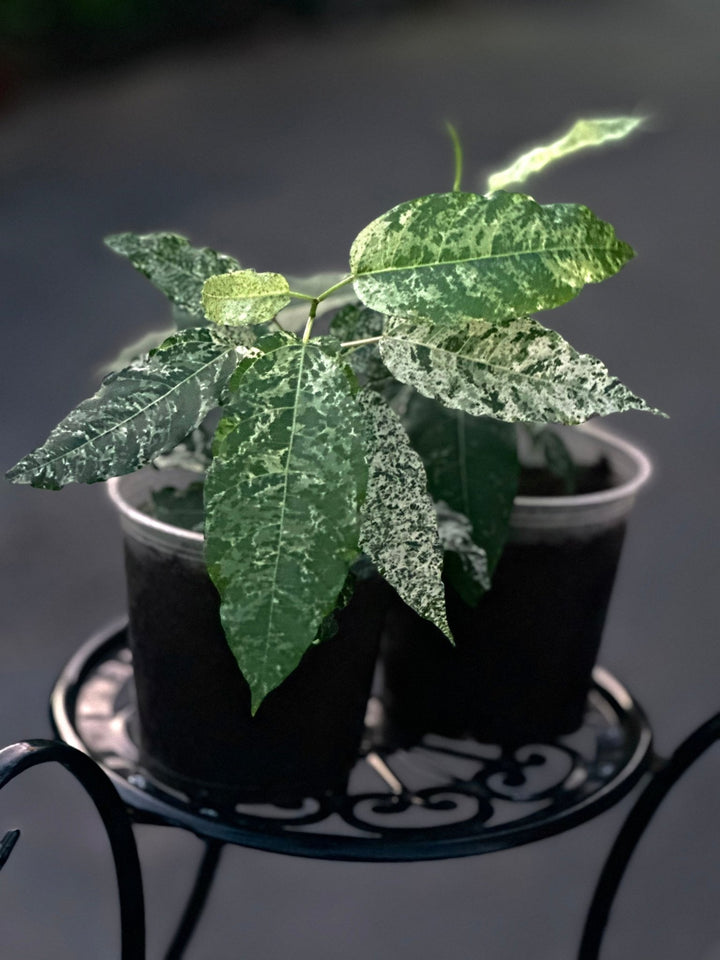 Ficus Aspera Variegata - Savvy Gardens Centre