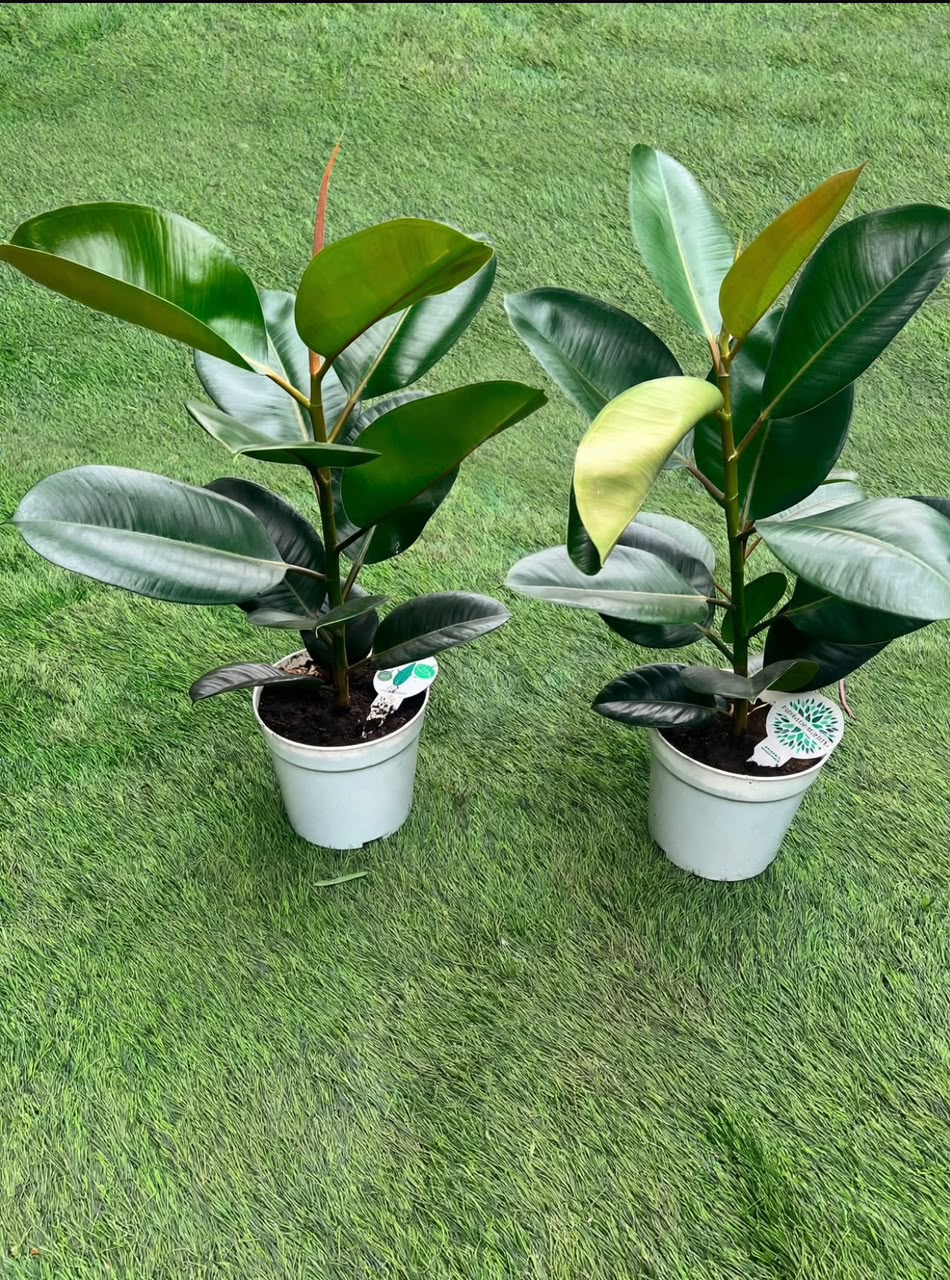 Ficus elastica ( Rubber Plant) - Savvy Gardens Centre