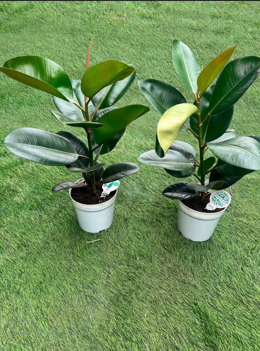 Ficus elastica ( Rubber Plant) - Savvy Gardens Centre