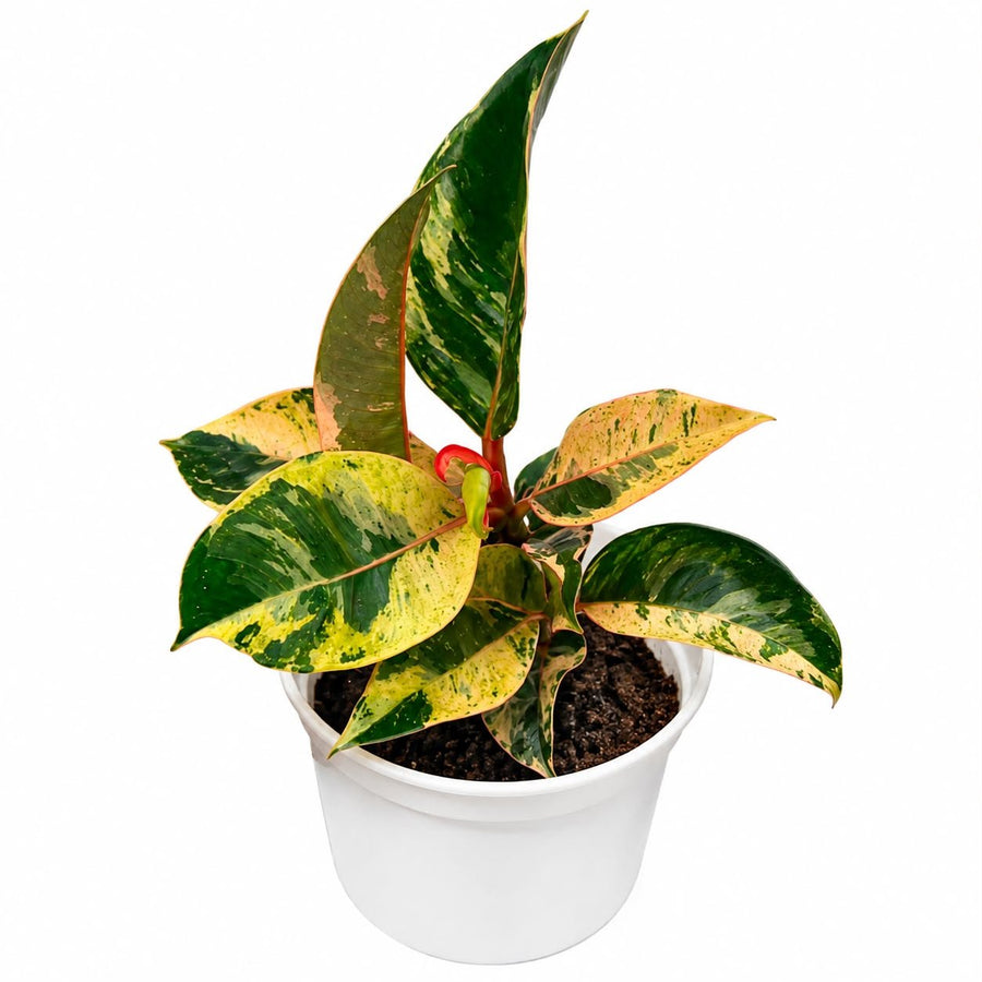 Ficus elastica ‘Shivereana Moonshine - Savvy Gardens Centre