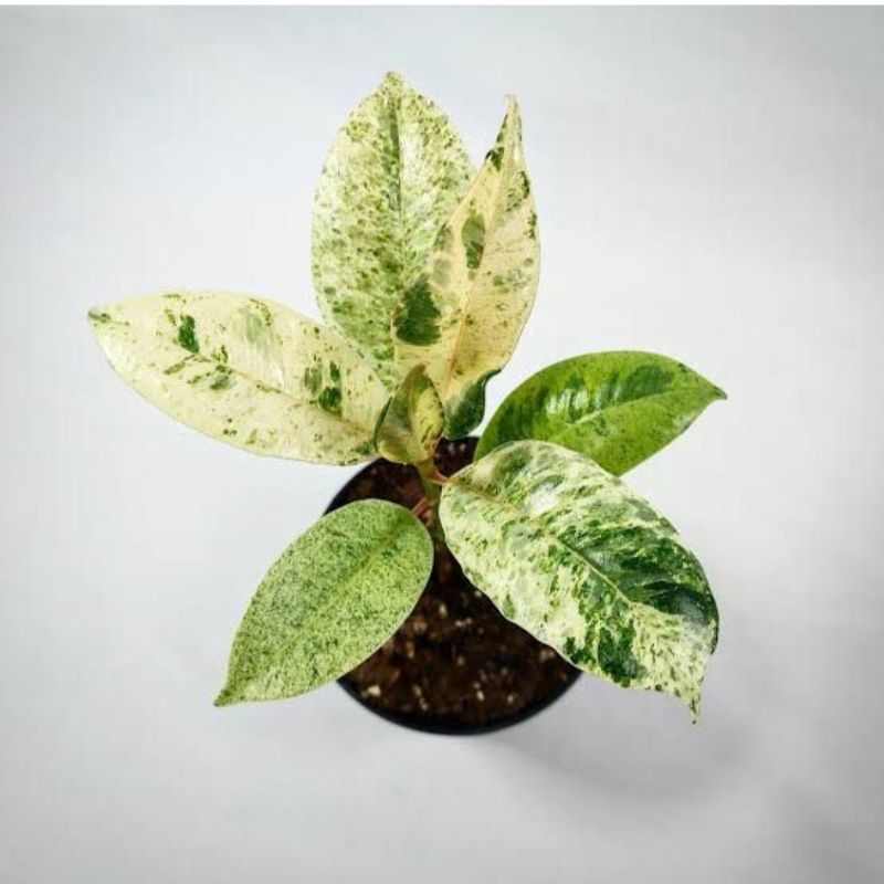 Ficus elastica ‘Shivereana Moonshine - Savvy Gardens Centre