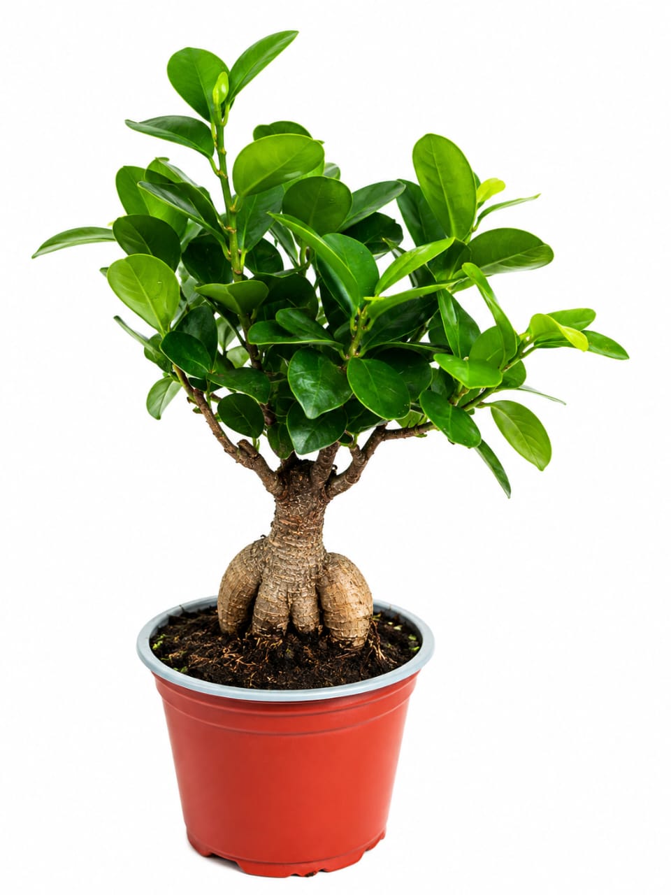Ficus Ginseng Bonsai Plant 16cm - Savvy Gardens Centre
