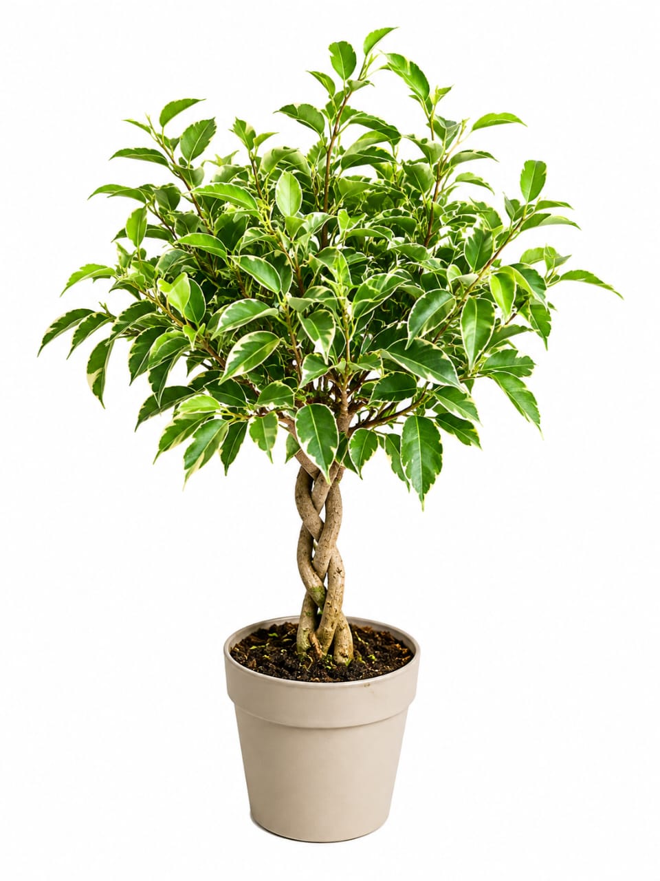 Ficus Nina Kumani 16cm - Savvy Gardens Centre