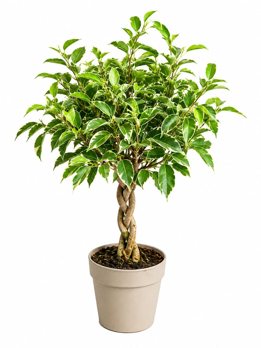 Ficus Nina Kumani 16cm - Savvy Gardens Centre