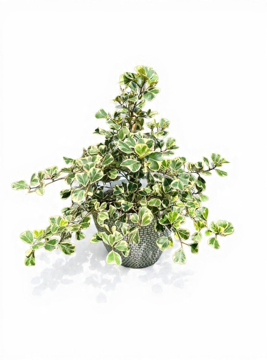 Ficus Variegated Triangle Fig - Savvy Gardens Centre