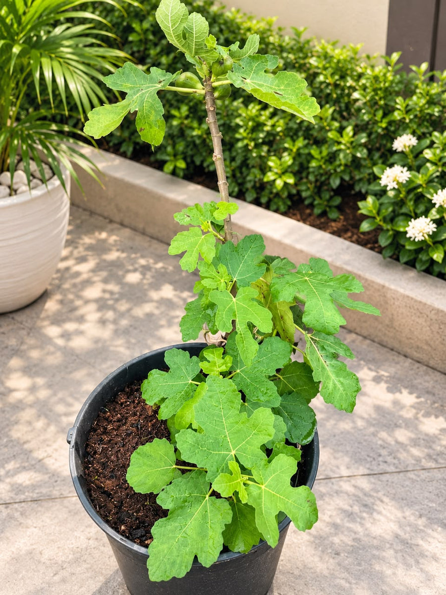 Fig Plant (Ficus carica) - Savvy Gardens Centre