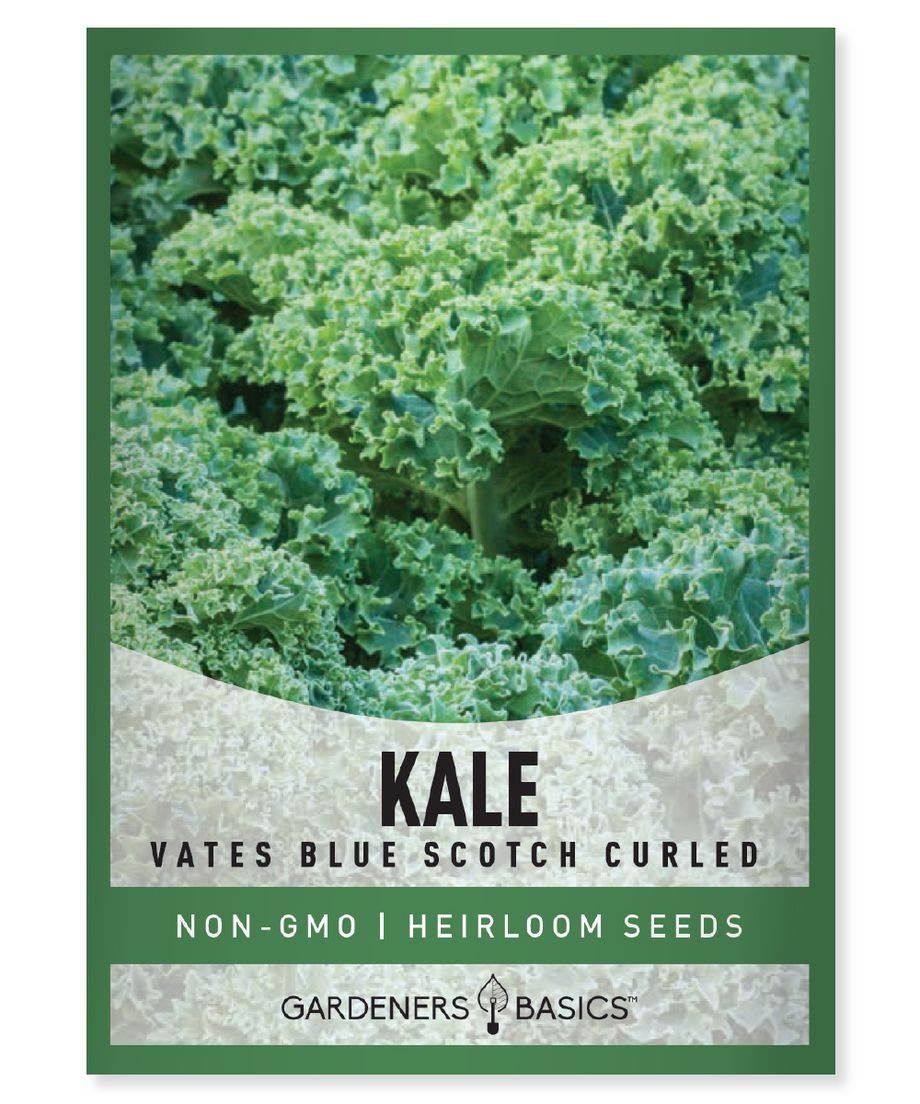 Gardeners Basics Kale Vate Blue Scotch Curled - Savvy Gardens Centre
