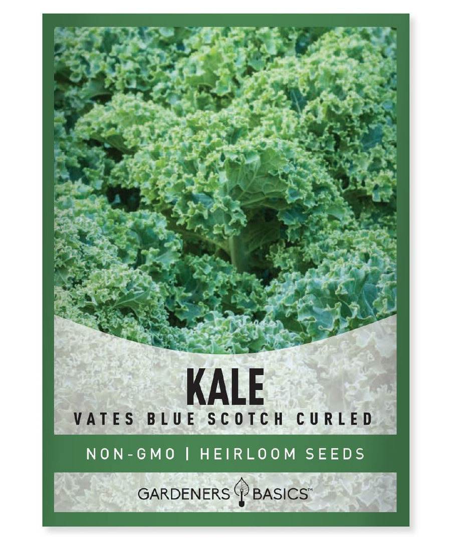 Gardeners Basics Kale Vate Blue Scotch Curled - Savvy Gardens Centre