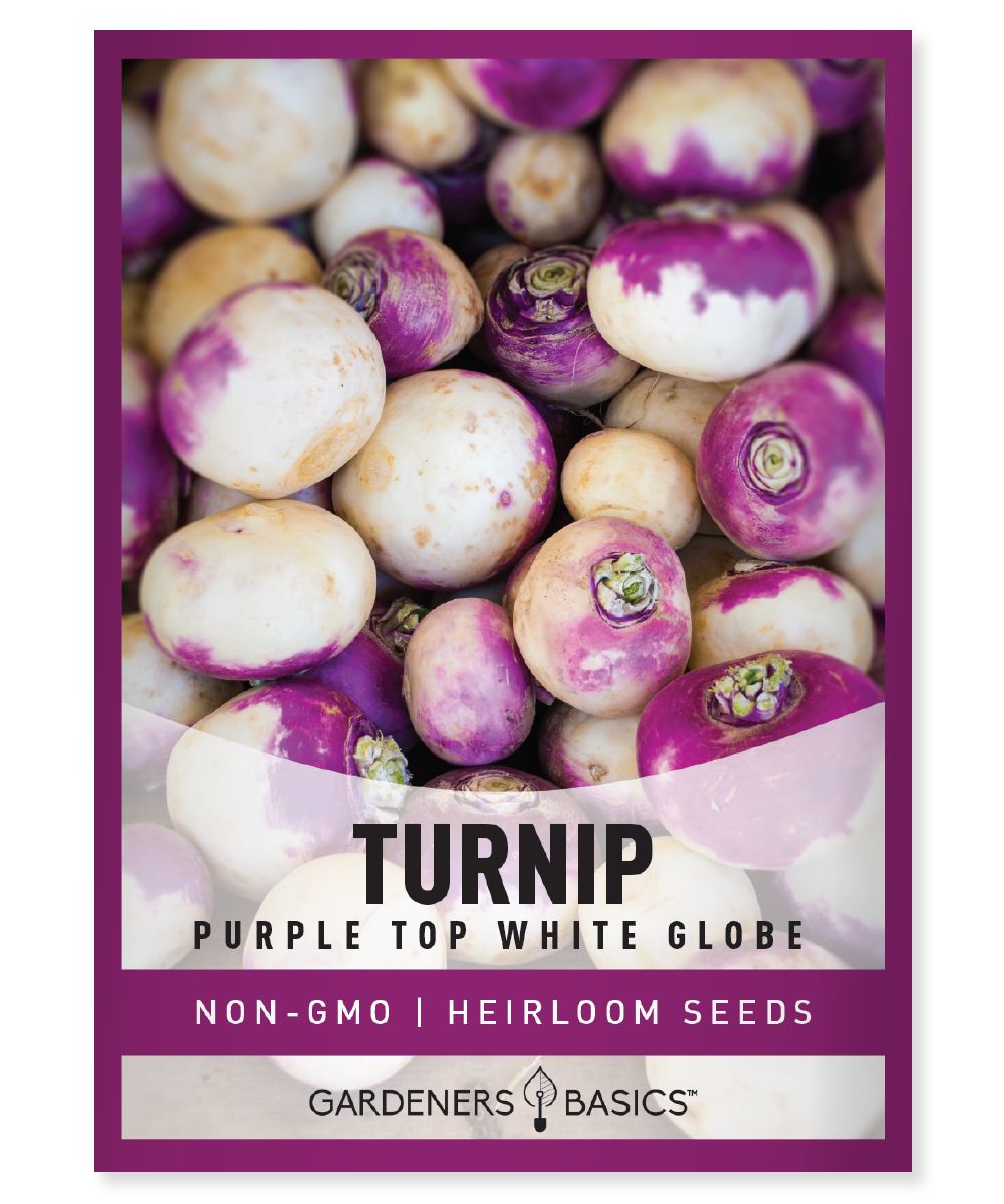 Gardeners Basics Purple Top White Globe Turnip - Savvy Gardens Centre