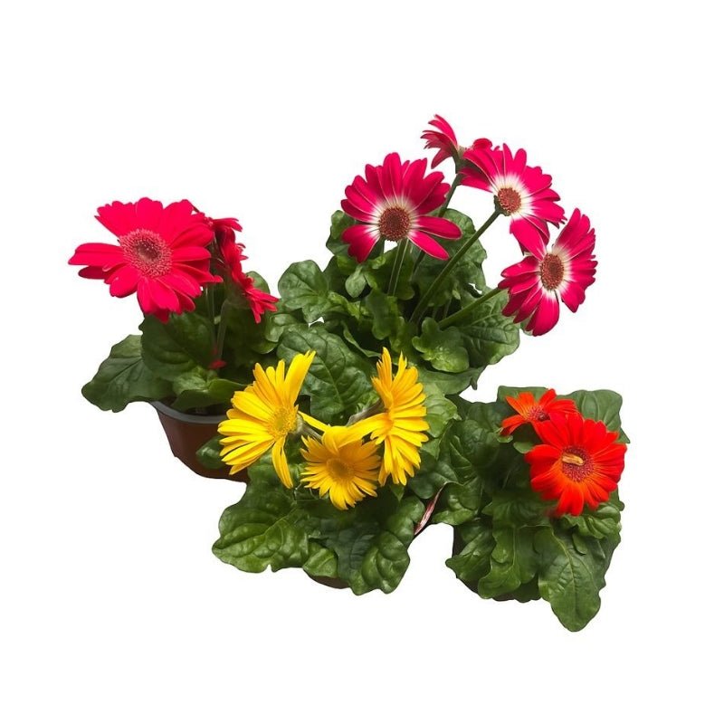 Gerbera Daisy (Gerbera Jamesonii) - Savvy Gardens Centre
