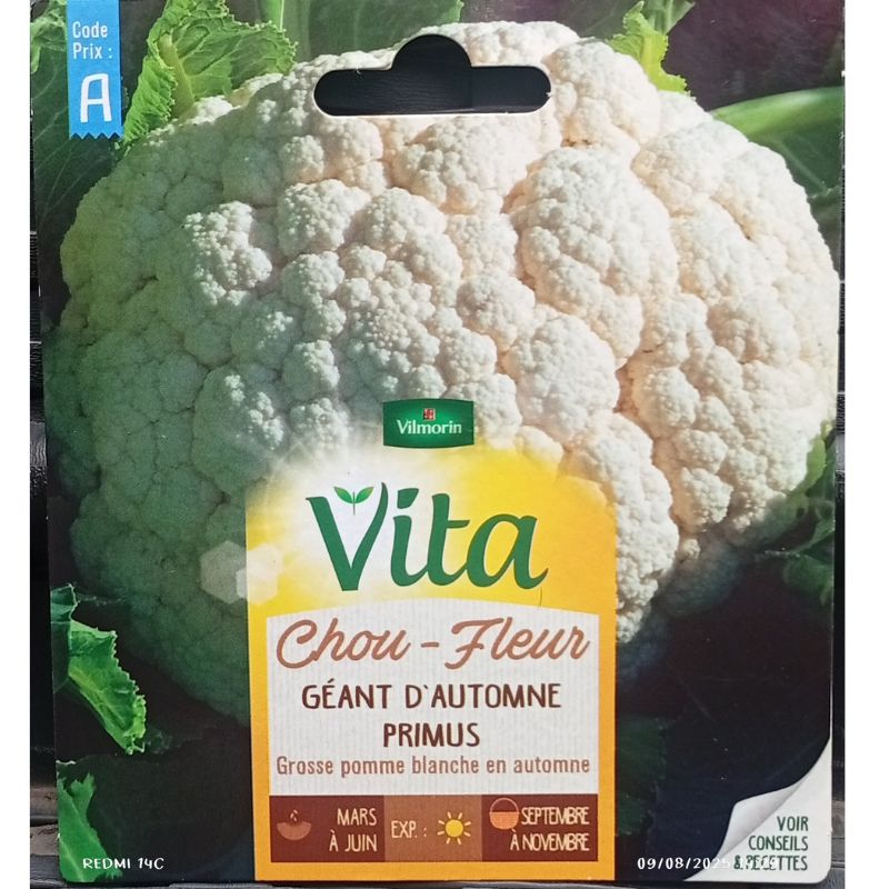 Giant Of Autumn Cauliflower - Savvy Gardens Centre