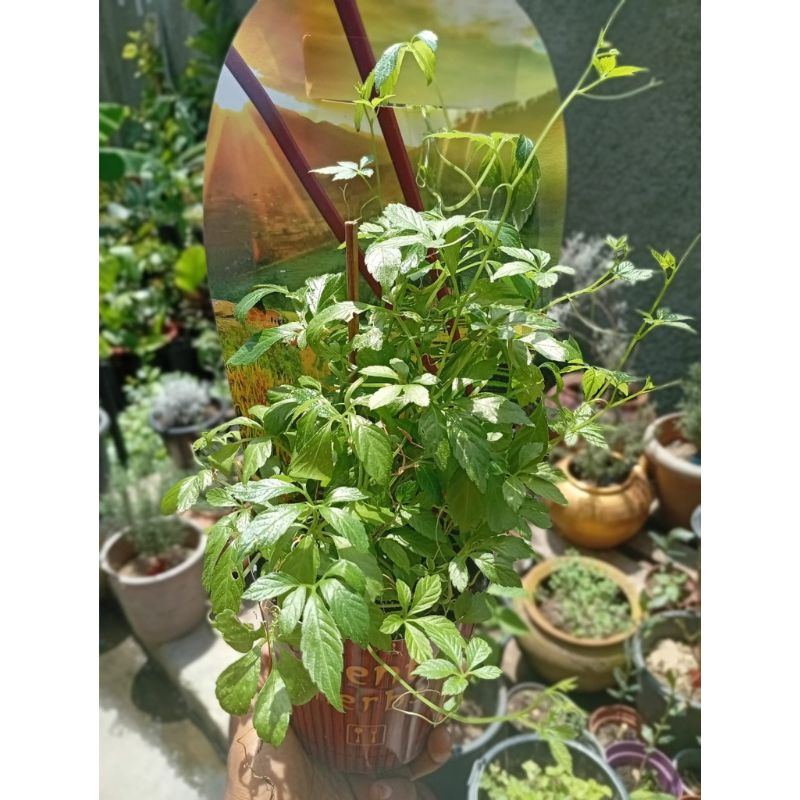 Gynostemma Pentaphyllum (Hreb Tea) - Savvy Gardens Centre