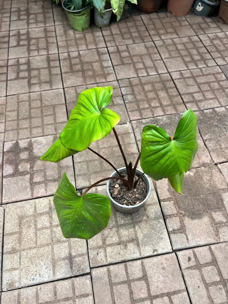 Homalomena rubescens (Queen of Hearts) - Savvy Gardens Centre