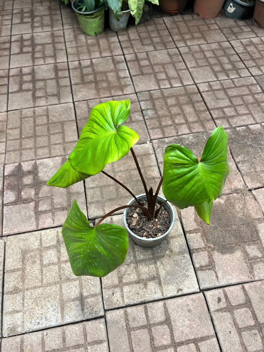 Homalomena rubescens (Queen of Hearts) - Savvy Gardens Centre