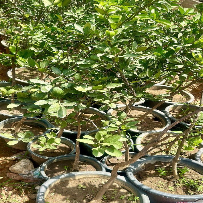 Honeybell Tangelo Fruit Tree (Grafted) - Savvy Gardens Centre