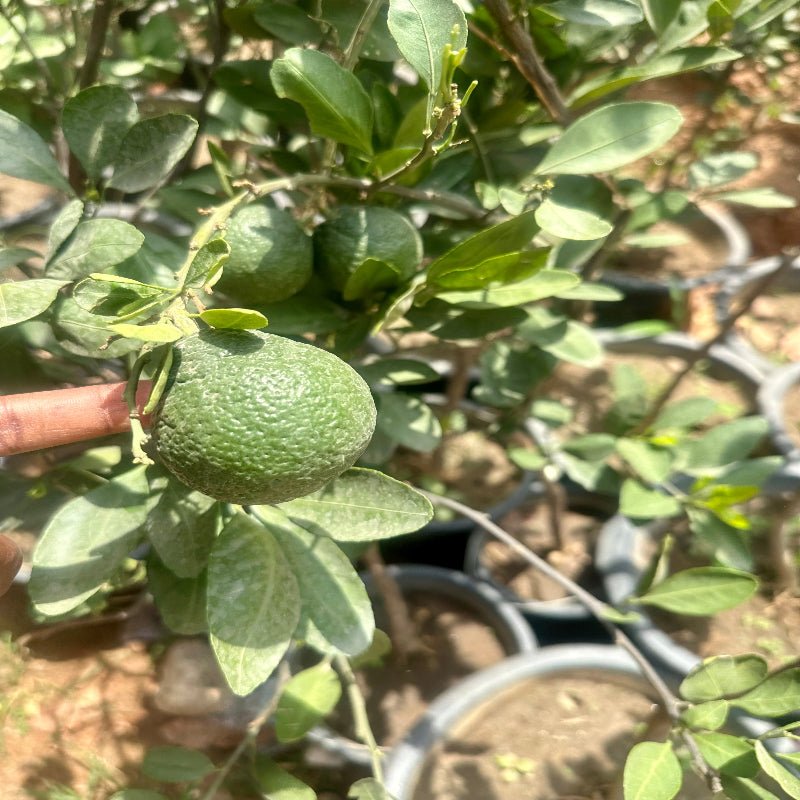 Honeybell Tangelo Fruit Tree (Grafted) - Savvy Gardens Centre