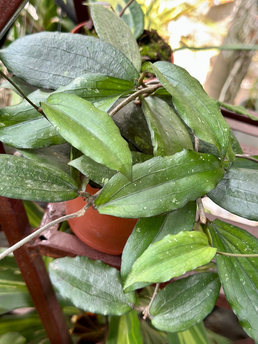 Hoya Erythrina - Savvy Gardens Centre