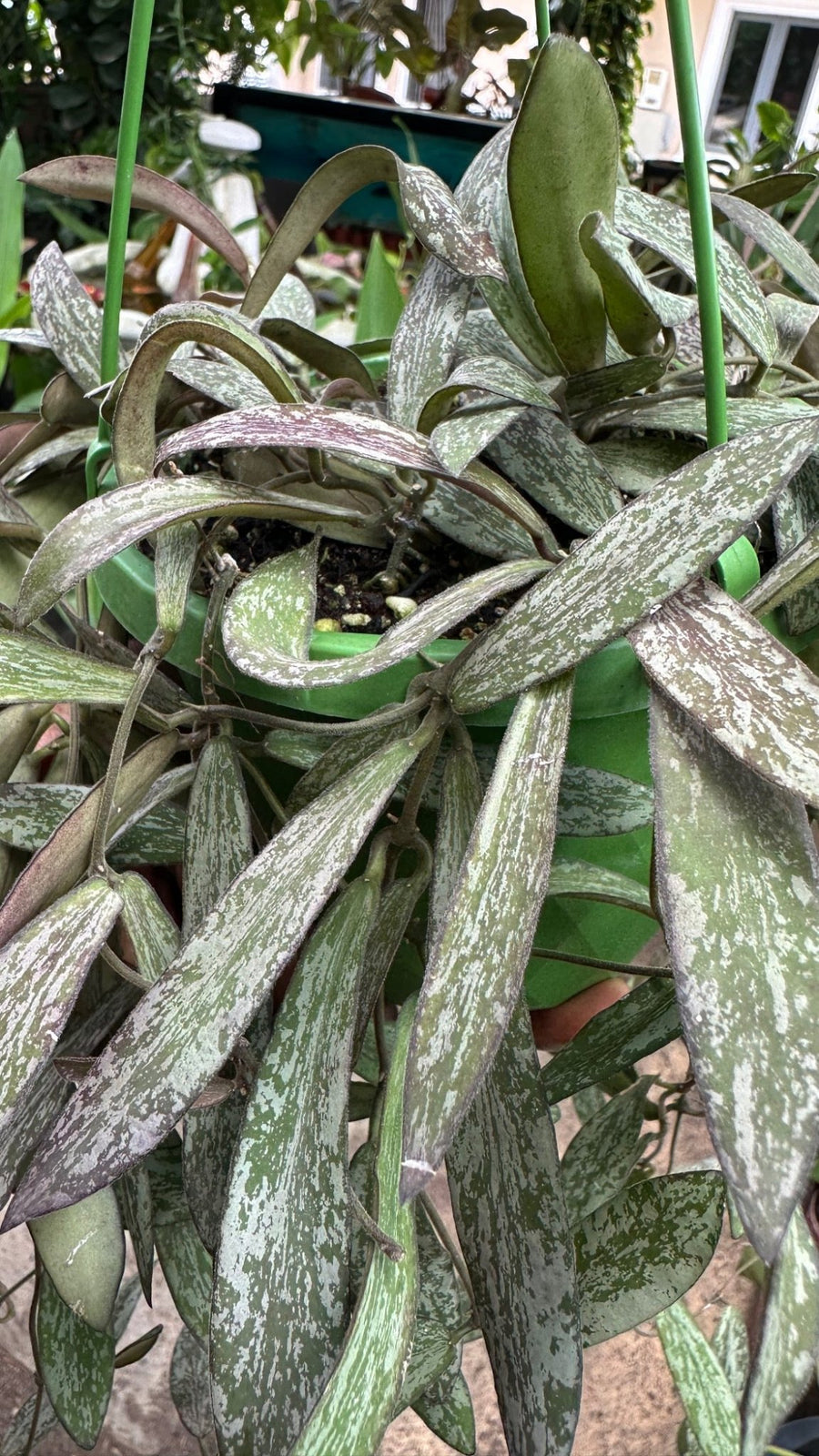 Hoya Hanging mix - Savvy Gardens Centre