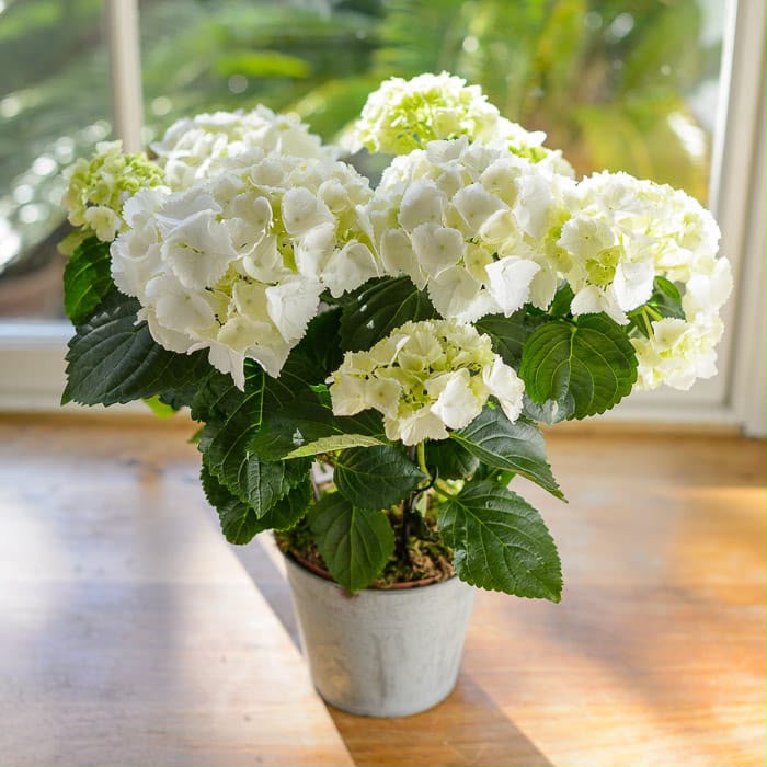 Hydrangea - Savvy Gardens Centre