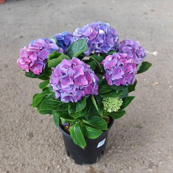 Hydrangeaceae - Savvy Gardens Centre