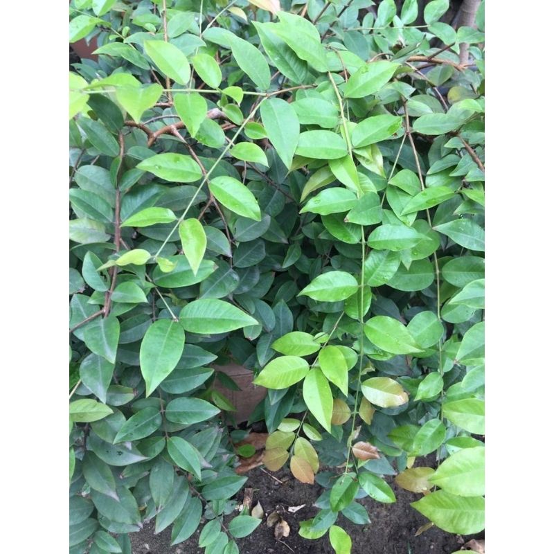 Jaboticaba Tree - Savvy Gardens Centre