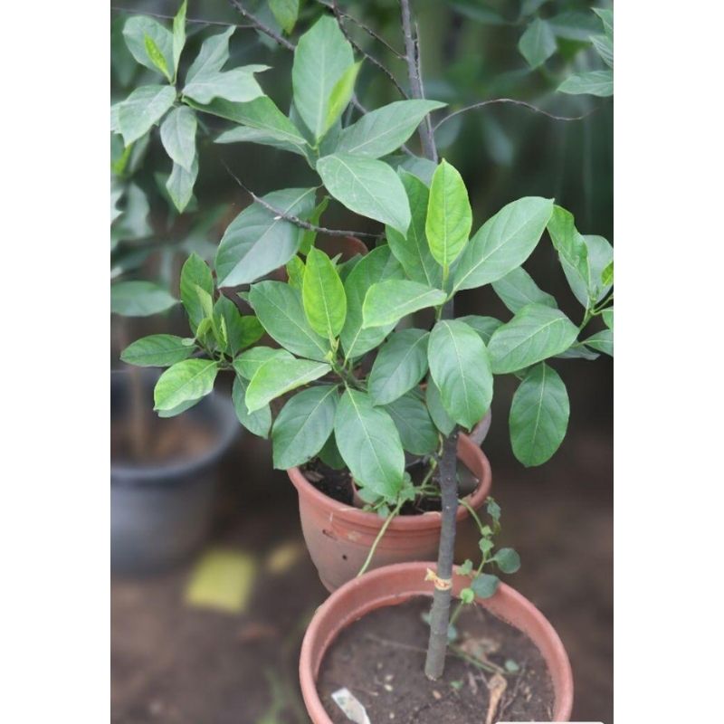 Jack Fruit Tree - Savvy Gardens Centre