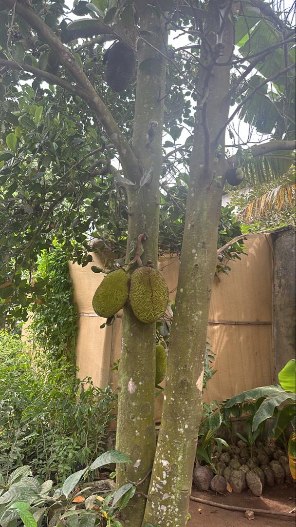 Jack Fruit Tree Seedling - Savvy Gardens Centre