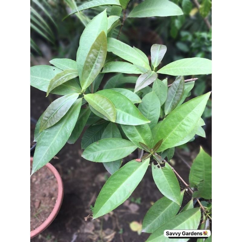 Java Apple Fruit Tree - Savvy Gardens Centre