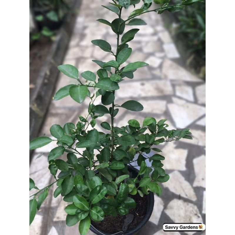 Keylime Fruit Tree - Savvy Gardens Centre