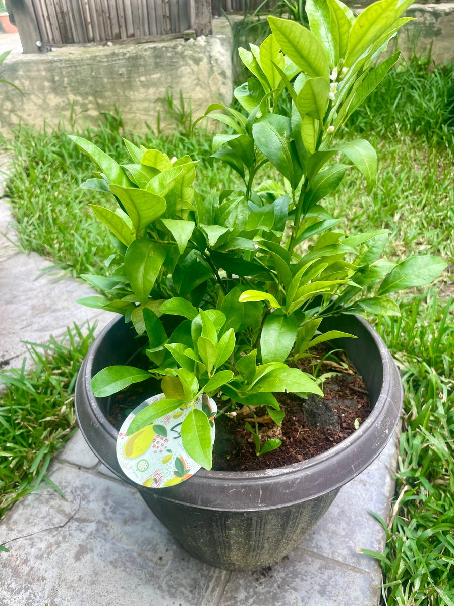 Limequat (Citrus floridana) - Savvy Gardens Centre