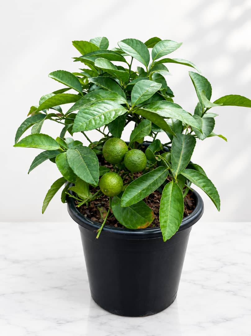 Limetta Rosa Rangpur Lime Plant - Savvy Gardens Centre