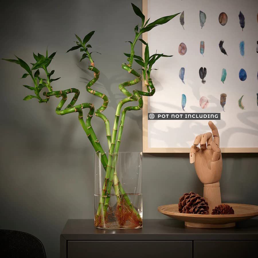 Lucky Bamboo 30cm - Savvy Gardens Centre