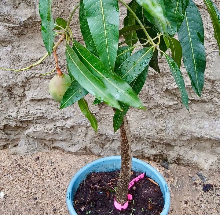 Mango Fruit Tree (grafted) - Savvy Gardens Centre