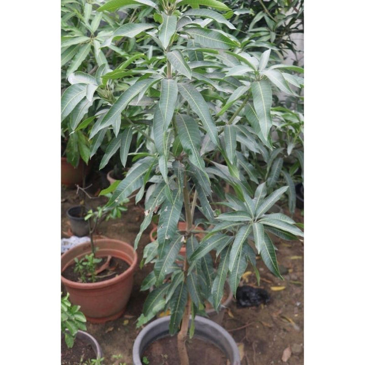 Mango Fruit Tree - Savvy Gardens Centre