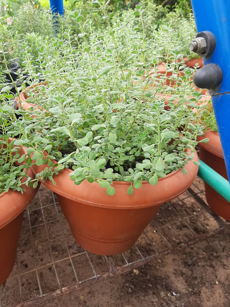 Marjoram Herb Pot - Savvy Gardens Centre