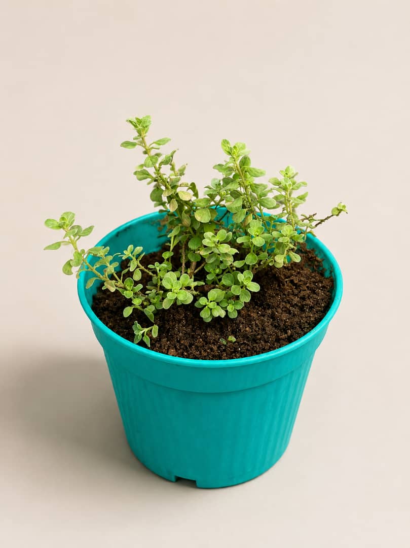 Marjoram Seedlings - Savvy Gardens Centre