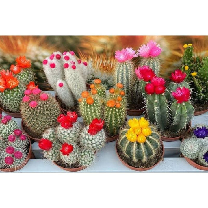 Mini Cactus 8cm - Savvy Gardens Centre