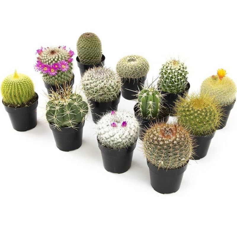 Mini Cactus 8cm - Savvy Gardens Centre