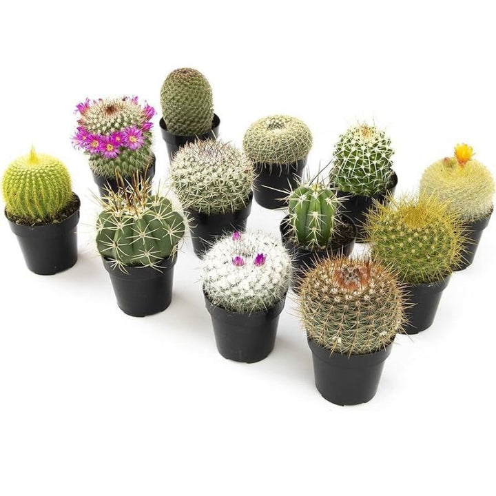 Mini Cactus 8cm - Savvy Gardens Centre