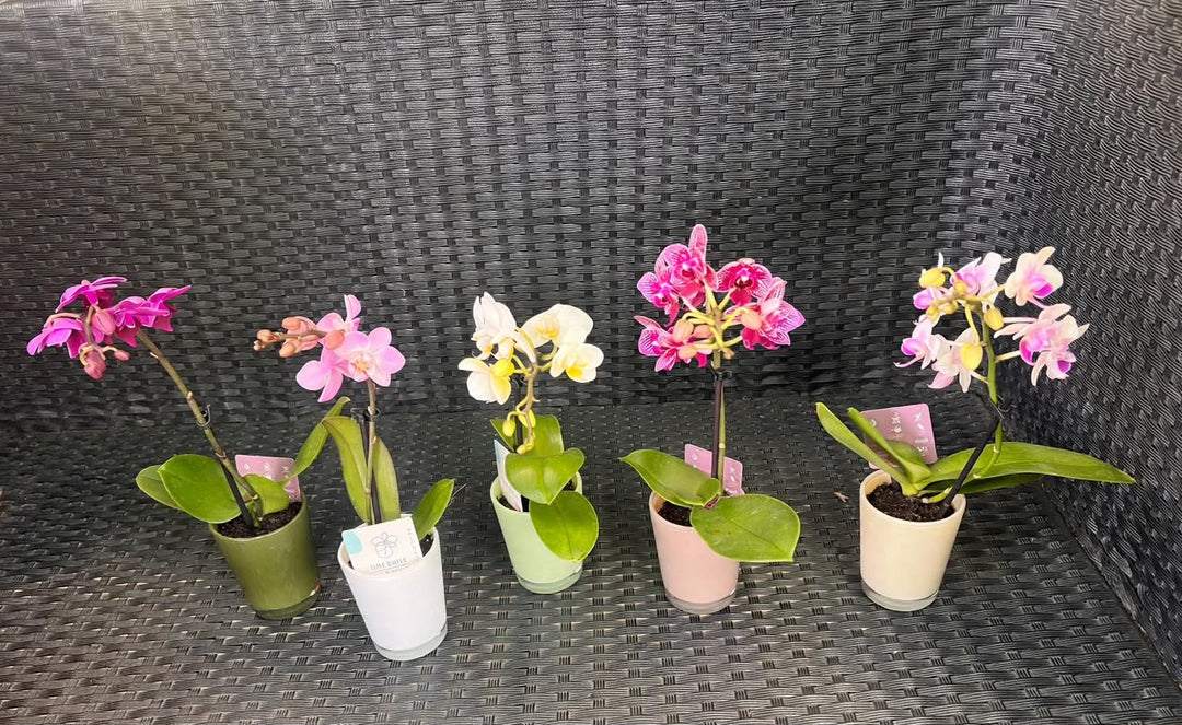 Mini Phalaenopsis - Savvy Gardens Centre