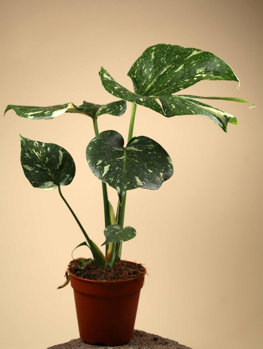 Monstera deliciosa 'Thai Constellation'(45cm) - Savvy Gardens Centre