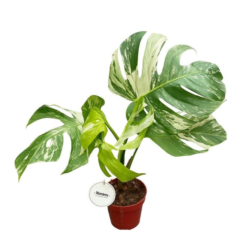 Monstera deliciosa ‘Variegata’ (Variegated Monstera) 45 cm - Savvy Gardens Centre
