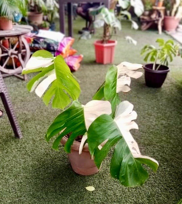 Monstera Deliciosa Variegated 50cm - Savvy Gardens Centre